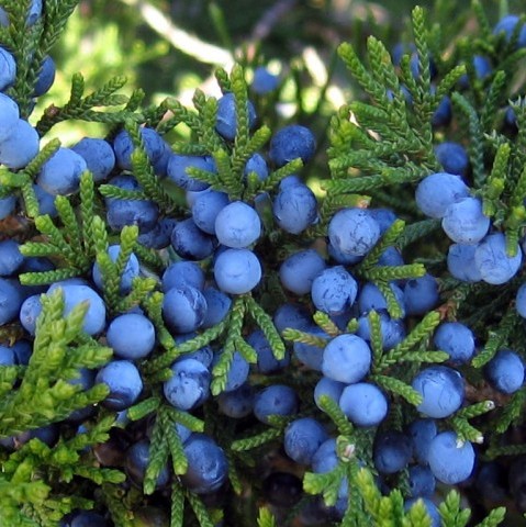 Juniper Berry Essential Oil Egypt 2